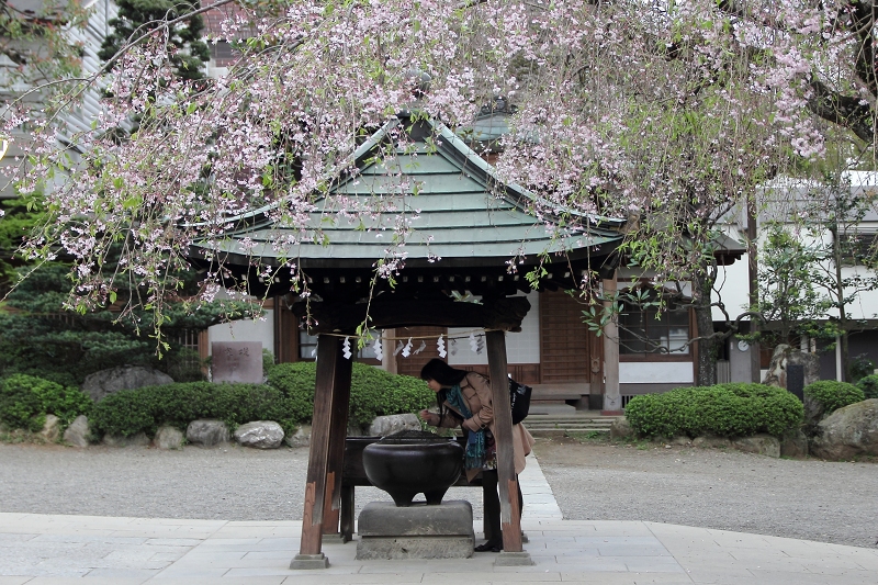 　　　　　　国立天文台から深大寺_a0159414_13481748.jpg