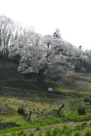 ウバヒガン桜、いつ見に行くのぉ～？_e0097615_1812027.jpg