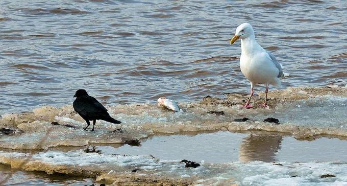 カラスとカモメは睨み合い エゾリスと森の仲間たち カラスとカモメは睨み合い エゾリスと森の仲間たち