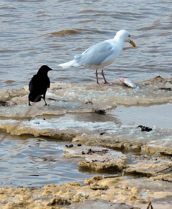 カラスとカモメは睨み合い エゾリスと森の仲間たち カラスとカモメは睨み合い エゾリスと森の仲間たち