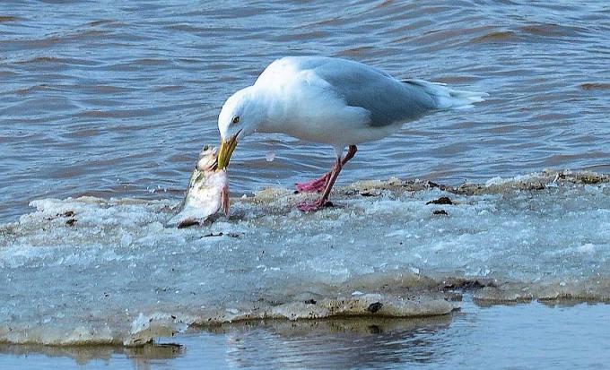カラスとカモメは睨み合い エゾリスと森の仲間たち カラスとカモメは睨み合い エゾリスと森の仲間たち