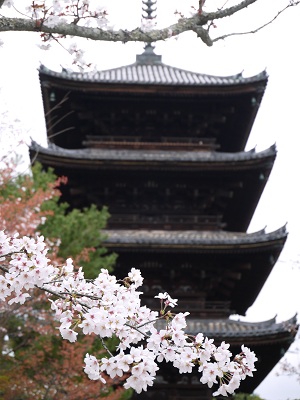 御室桜 ~仁和寺 (京都)~_c0235725_1144881.jpg