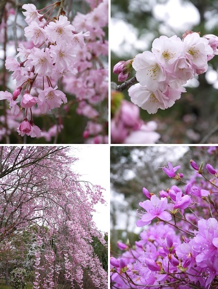 御室桜 ~仁和寺 (京都)~_c0235725_14195223.jpg