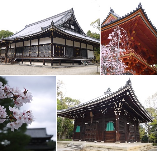 御室桜 ~仁和寺 (京都)~_c0235725_14244768.jpg