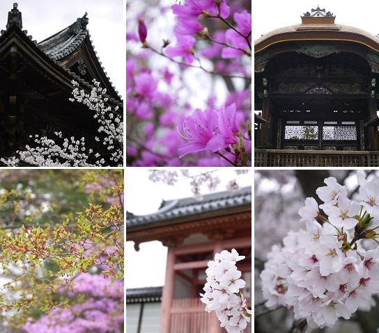 御室桜 ~仁和寺 (京都)~_c0235725_1493372.jpg