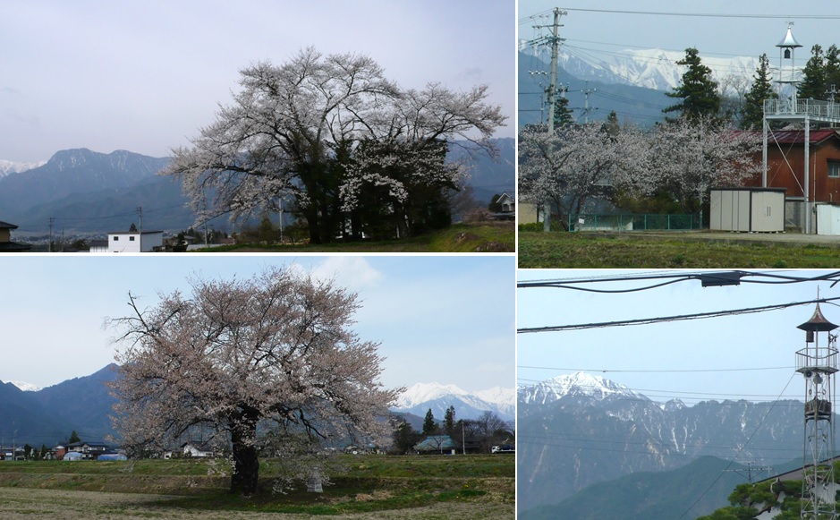ご近所の桜その2&火の見櫓_a0212730_13594050.jpg