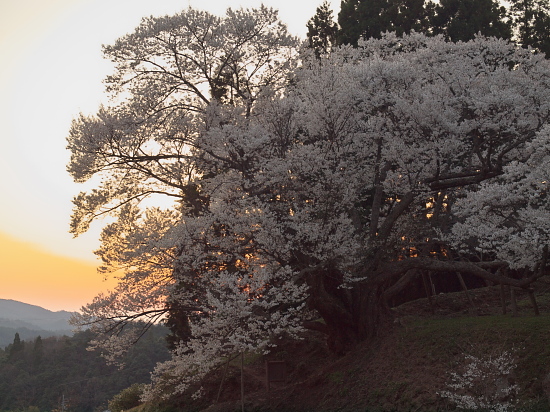 桜便り2013～佛隆寺～_e0080133_1224911.jpg