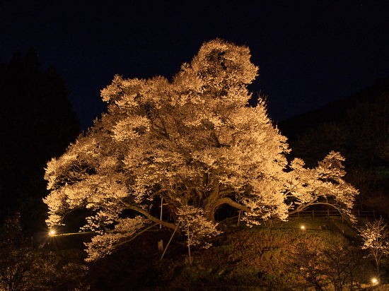 桜便り2013～佛隆寺～_e0080133_123589.jpg