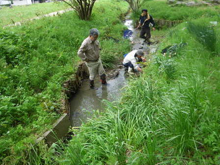 春の水路の生きものを調べました_a0123836_17581944.jpg