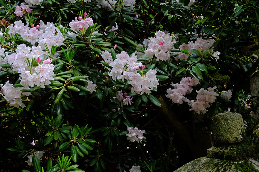 高野寺の石楠花_c0014538_17285785.jpg