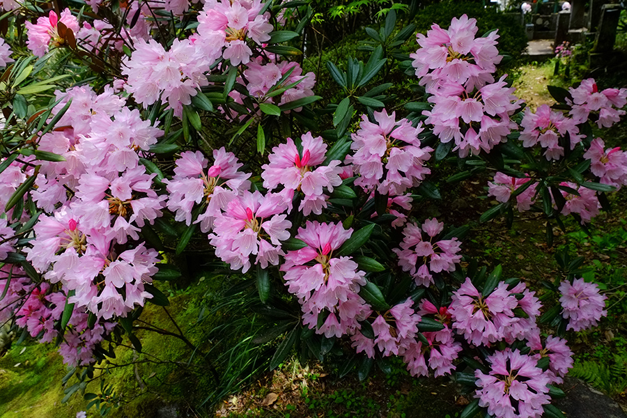 高野寺の石楠花_c0014538_17303161.jpg