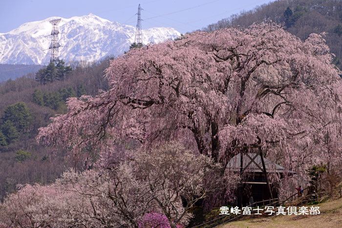 勝田の枝垂れ桜_d0294539_1712297.jpg