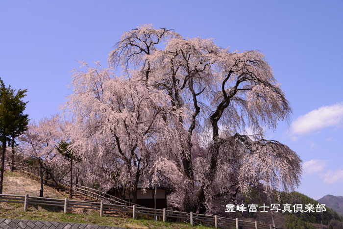 勝田の枝垂れ桜_d0294539_1712589.jpg