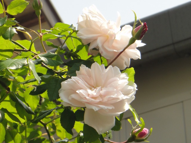 バラが咲いた&紫外線対策OK♪_e0195743_1222270.jpg