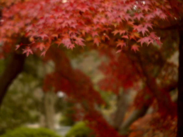 『遊行寺の紅葉2012の4』FUJICA SIX IA(1948~) Fuji 1:4.5 f=7.5cm　改造レンズ_e0296043_19403218.jpg