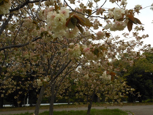 c0261346_20514191.jpg