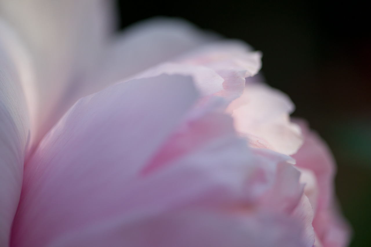 ★牡丹幻影　#2　Illusion of peony_b0023047_610440.jpg