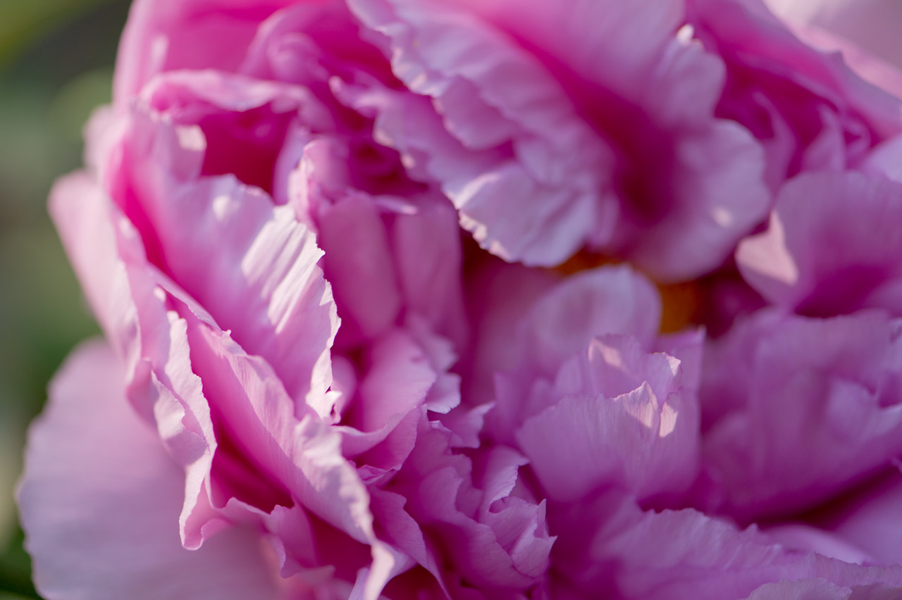 ★牡丹幻影　#2　Illusion of peony_b0023047_69473.jpg