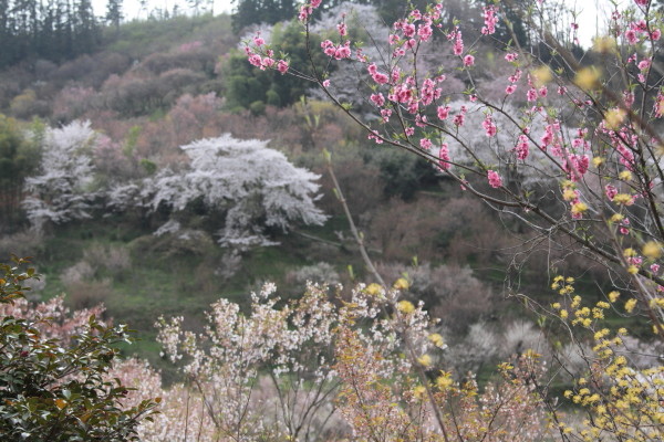 福島　花見山公園へ♪_a0258549_2225613.jpg