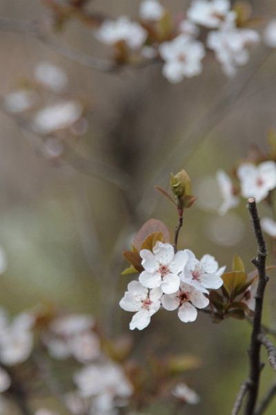 福島　花見山公園へ♪_a0258549_22261714.jpg