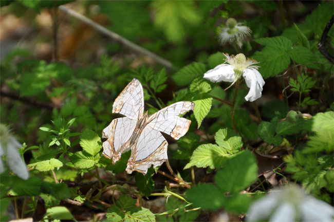 ２０１３年２１種目　イシガケチョウ_e0194952_8483113.jpg