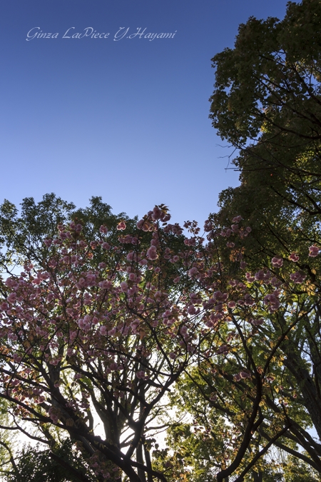 花のある風景　逆光の八重桜と木々_b0133053_513599.jpg