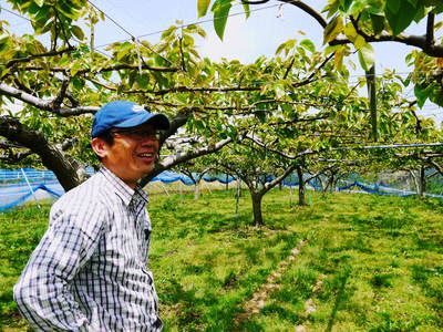 熊本梨 本藤果樹園 摘果作業の準備_a0254656_182815100.jpg