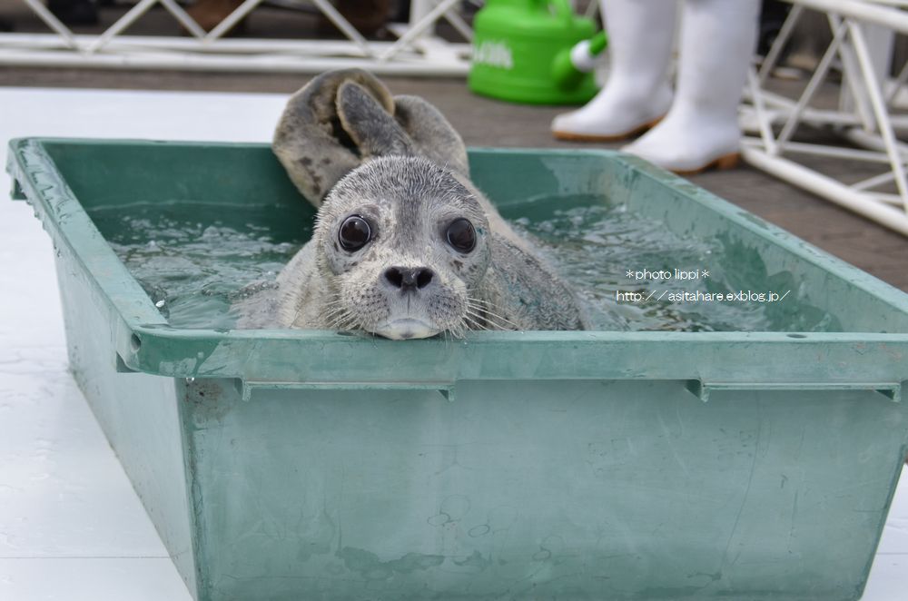 ゴマフアザラシ赤ちゃんの日光浴_b0024758_22285446.jpg