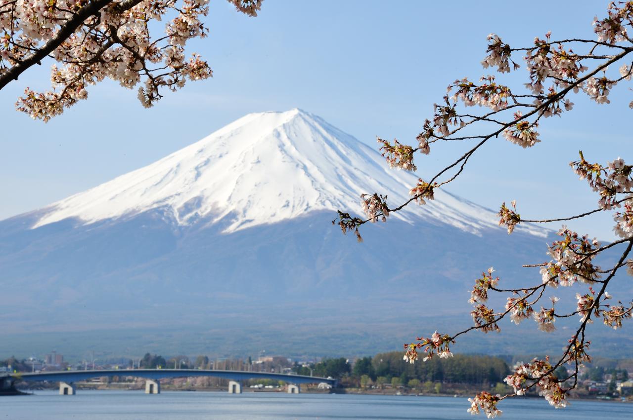 さくらの花は未だ未だ かぬまお