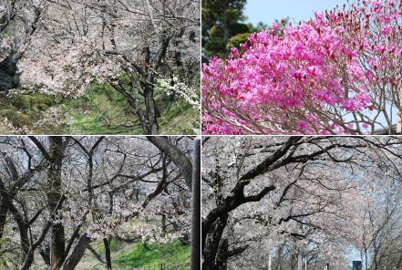 高遠の桜_e0218561_836738.jpg