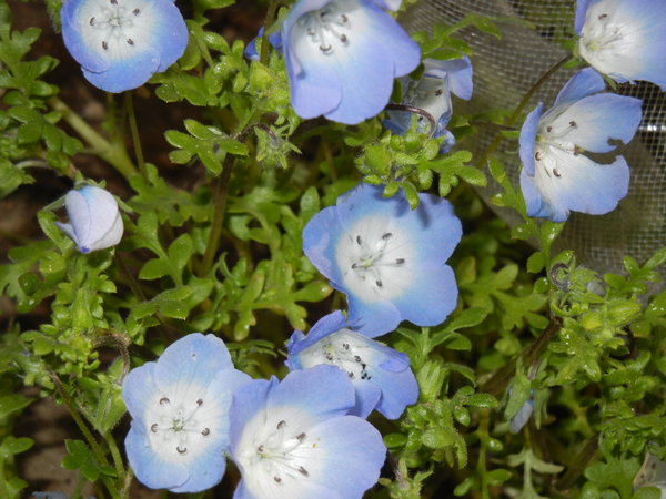 ’13,4,17(水)虹の七色の花!_f0060461_1703287.jpg
