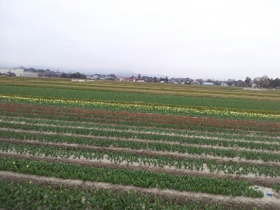 富山地鉄の花便り2013@チューリップと菜の花_a0243562_22545496.jpg