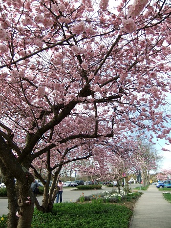 桜とアーモンドの花　＋歯医者_f0097363_1115735.jpg