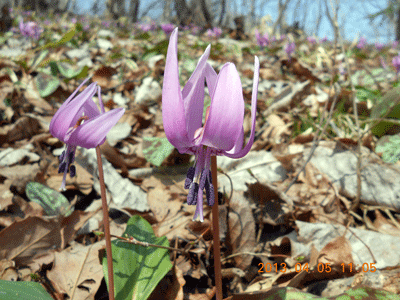 春の草花いろいろ 13年4月17日 宮城県 県民の森blog 春の草花いろいろ 13年4月17日 宮城県 県民の森blog
