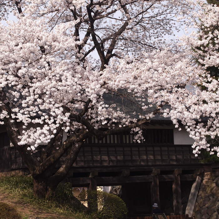 高島城の桜です_a0104074_23184728.jpg