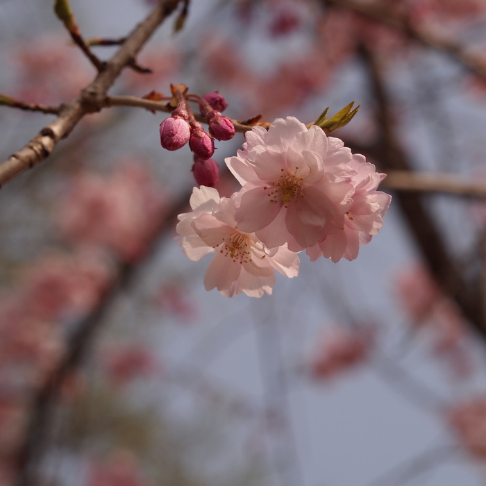 高島城の桜です_a0104074_23185141.jpg