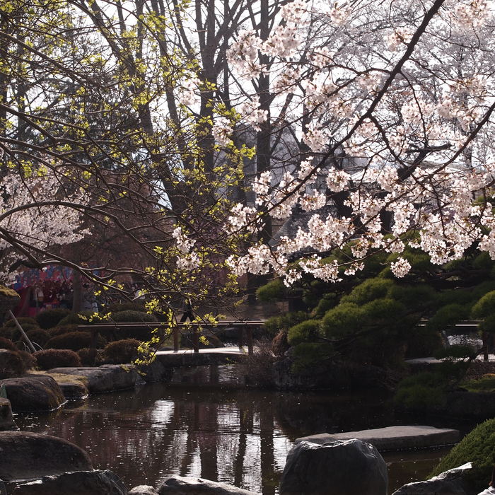 高島城の桜です_a0104074_23204791.jpg