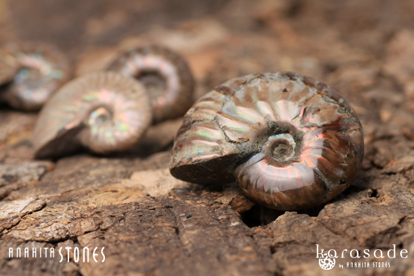 マダガスカル産 アンモナイト化石（リトセラス＋ペリスフィンクテス