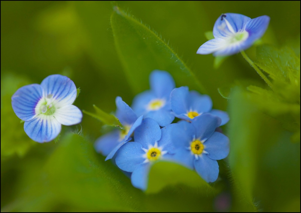 散歩道の花たち_b0044477_0141344.jpg