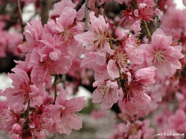 大阪城　桜の季節_d0140680_454335.jpg