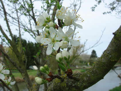 マレの春仕事21 et 22　果樹の花を見ながらの畑仕事_a0247585_7242886.jpg