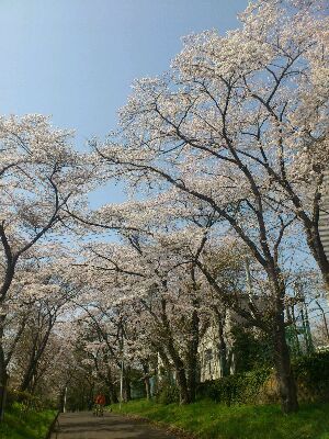 ＳＡＫＵＲＡ_a0129586_11514432.jpg