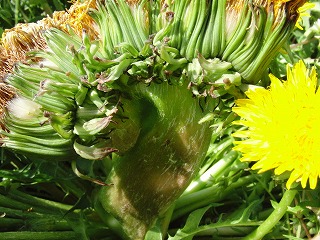 e0075686_22142511.jpg