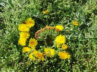 e0075686_2214414.jpg