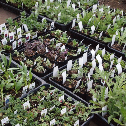 北海道の宿根草入荷 Sola Og Planta ハーブとお花のお庭日記 北海道の宿根草入荷 Sola Og Planta ハーブとお花のお庭日記