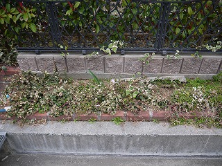 明治池の庭_a0233896_1285341.jpg