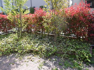 明治池の庭_a0233896_1293186.jpg