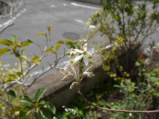 明治池の庭_a0233896_13565344.jpg