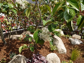 明治池の庭_a0233896_1421231.jpg