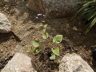 明治池の庭_a0233896_14274892.jpg